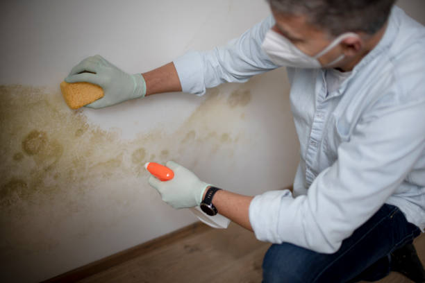 Justin, TX Mold Removal Company