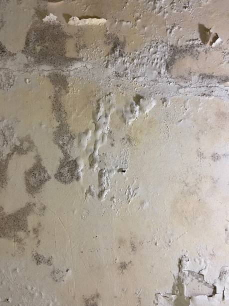 Best Same-Day Mold Removal  in Justin, TX