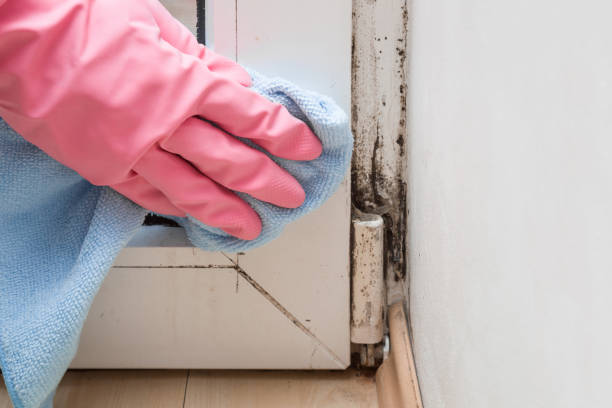 Best Affordable Mold Removal  in Justin, TX